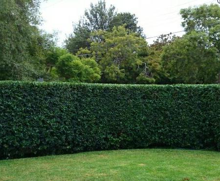 Greenway Gardens hedge